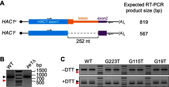 Figure 1—figure supplement 1.