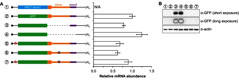 Figure 2—figure supplement 1.