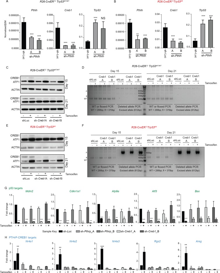 Figure 1—figure supplement 2.