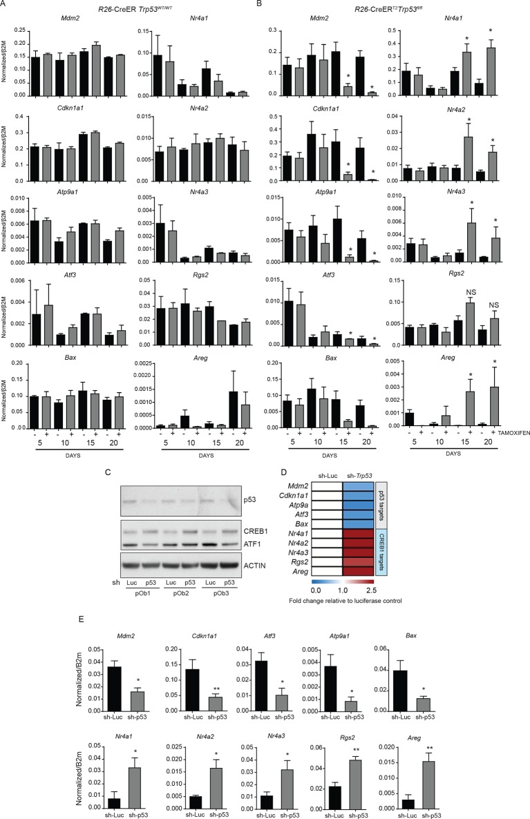 Figure 1—figure supplement 1.