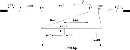 FIG. 2.