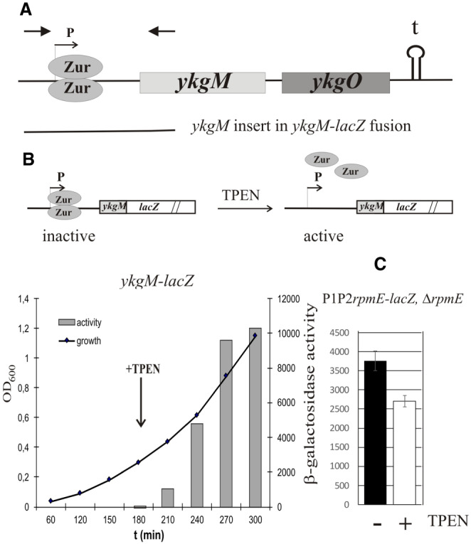 FIGURE 2.