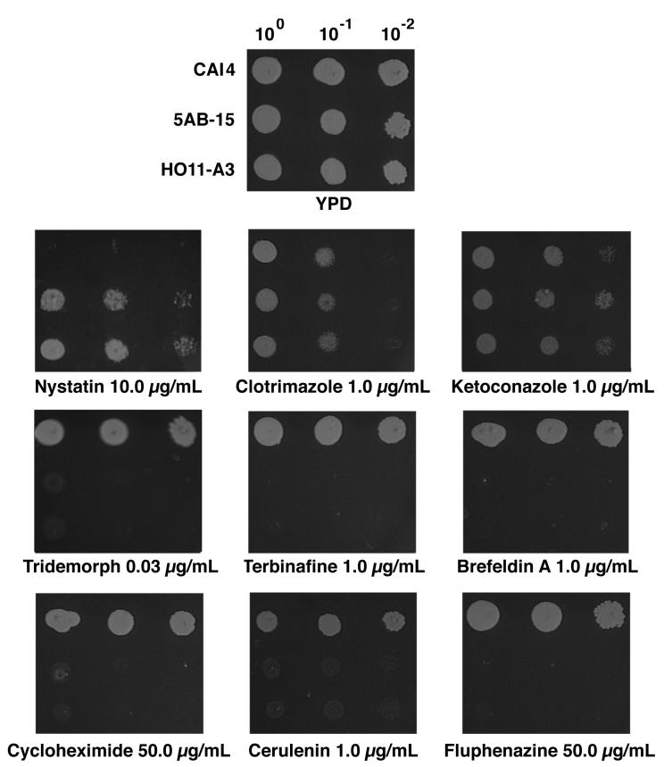 FIG. 7