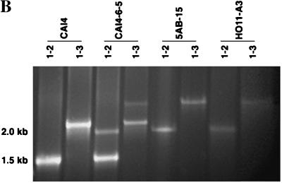 FIG. 6