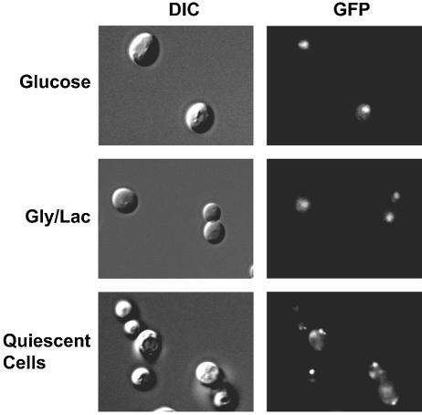 FIG. 5.