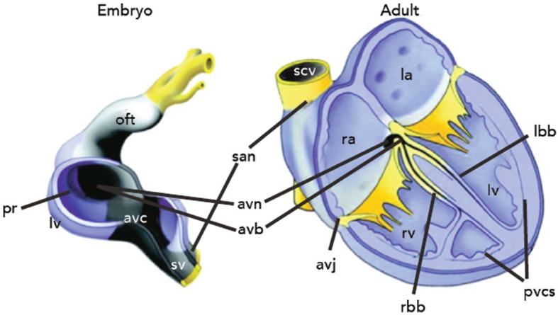 Figure 1: