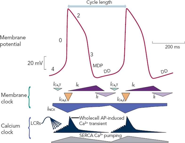 Figure 4: