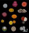 Fig. 19