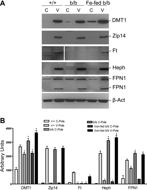 Fig. 7.