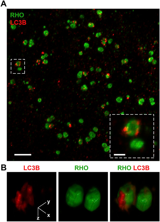 Fig. 10.