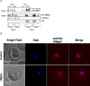 Figure 4—figure supplement 1.