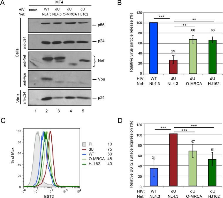 FIG 1