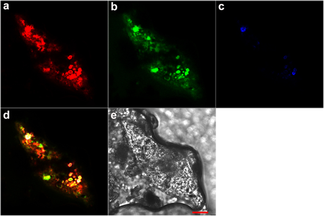 Figure 5