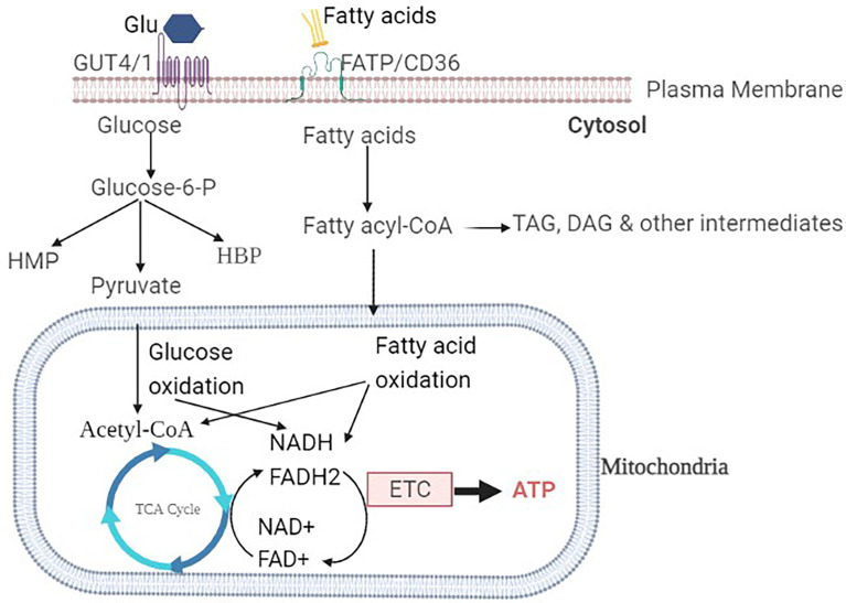 Figure 1