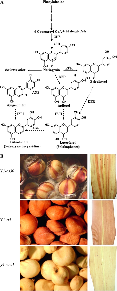 Figure 1.—