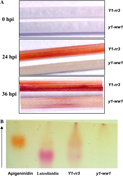 Figure 3.—