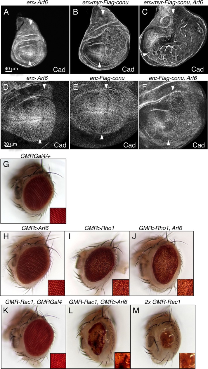 FIGURE 9: