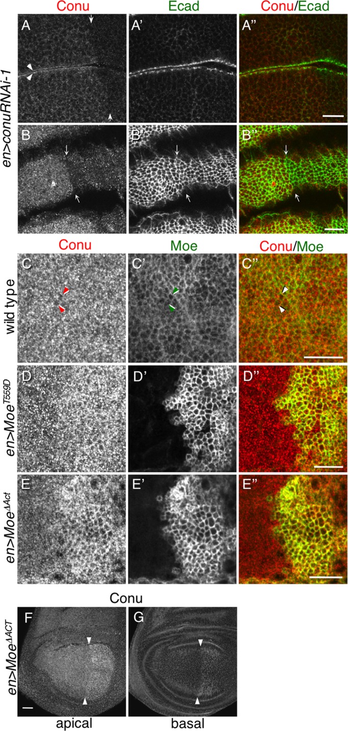 FIGURE 3: