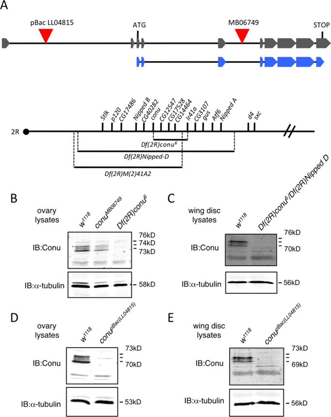 FIGURE 6: