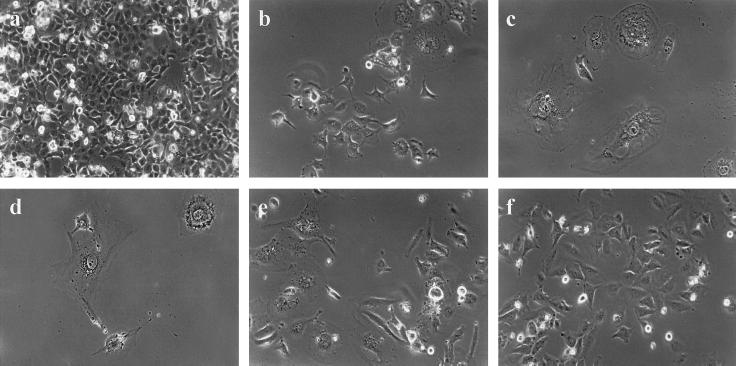 FIG. 8