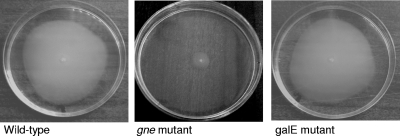 FIG. 6.