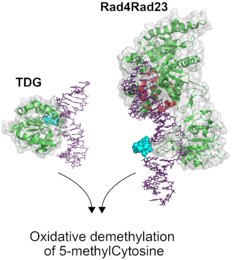 Figure 4.