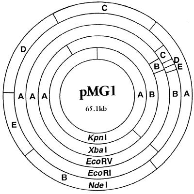 FIG. 1