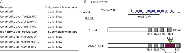 Figure 5—figure supplement 1.