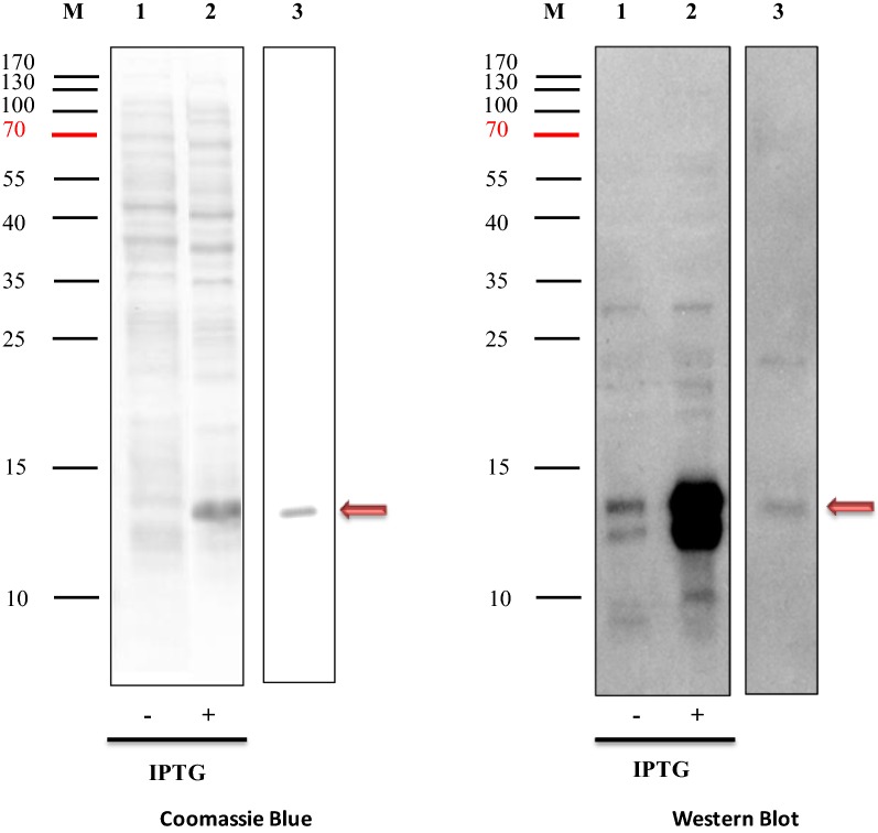 Fig. 7