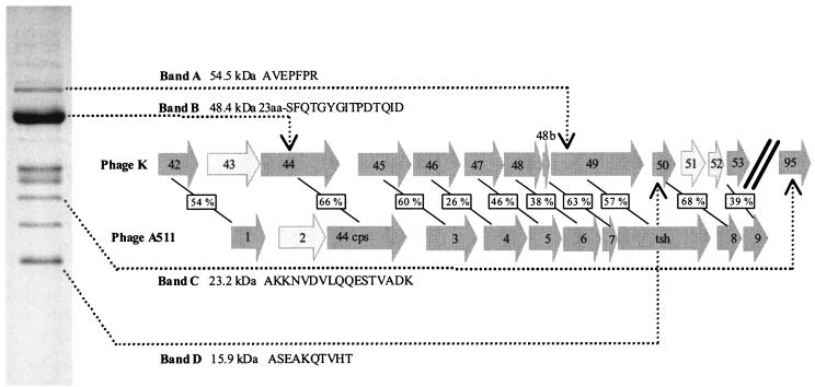 FIG. 4.