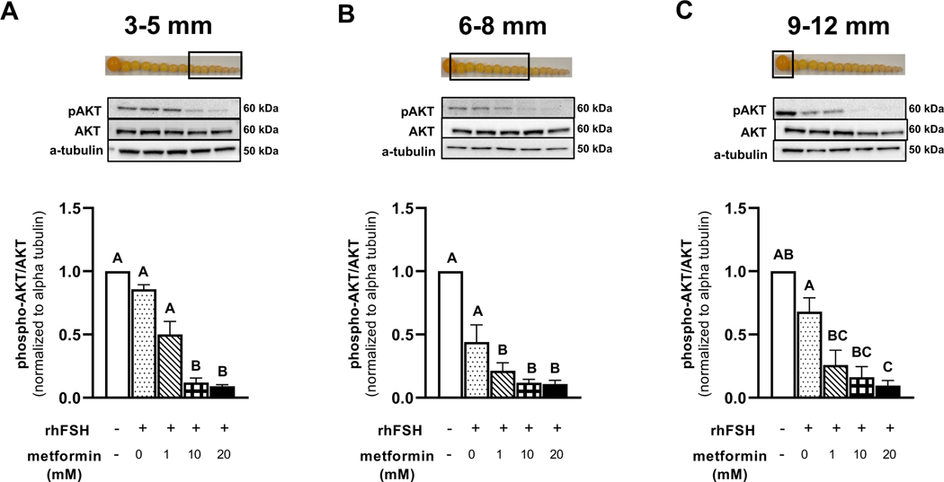 Figure 4 A-C.