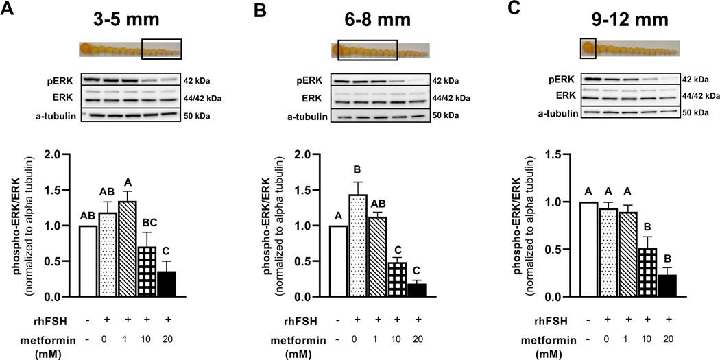 Figure 3 A-C.