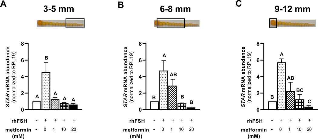 Figure 6 A-C.