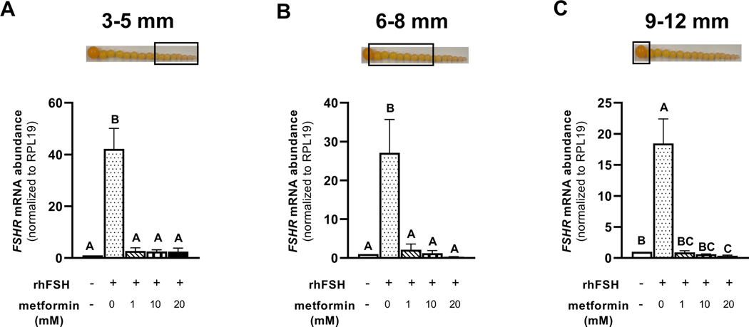 Figure 5 A-C.