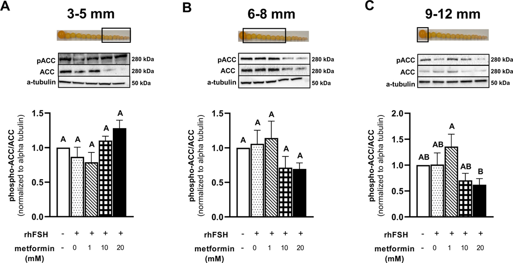 Figure 2 A-C.