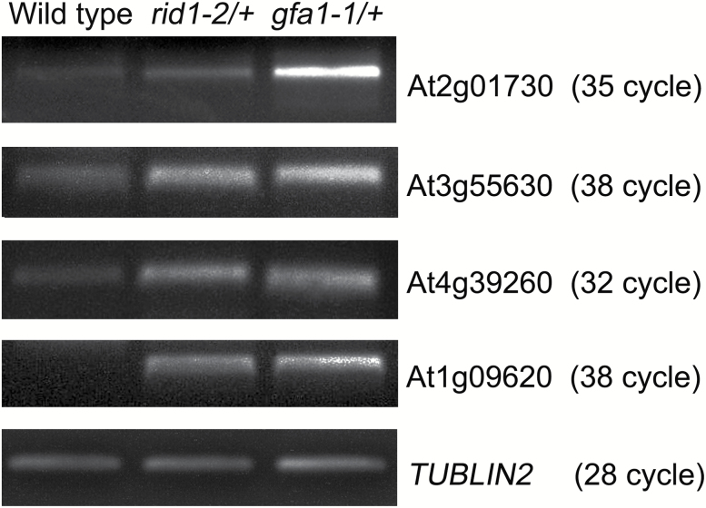 Fig. 8.