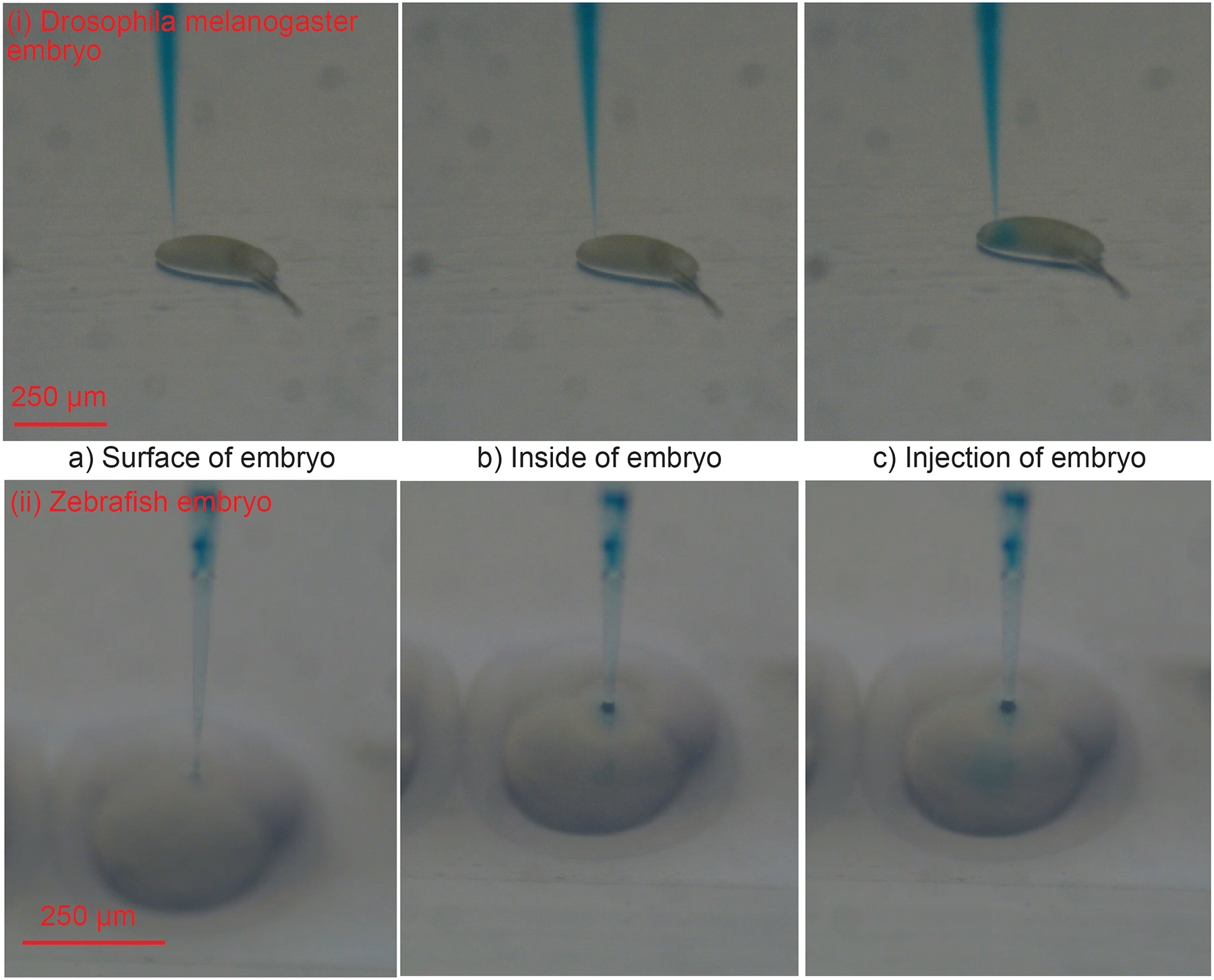 Figure 7: