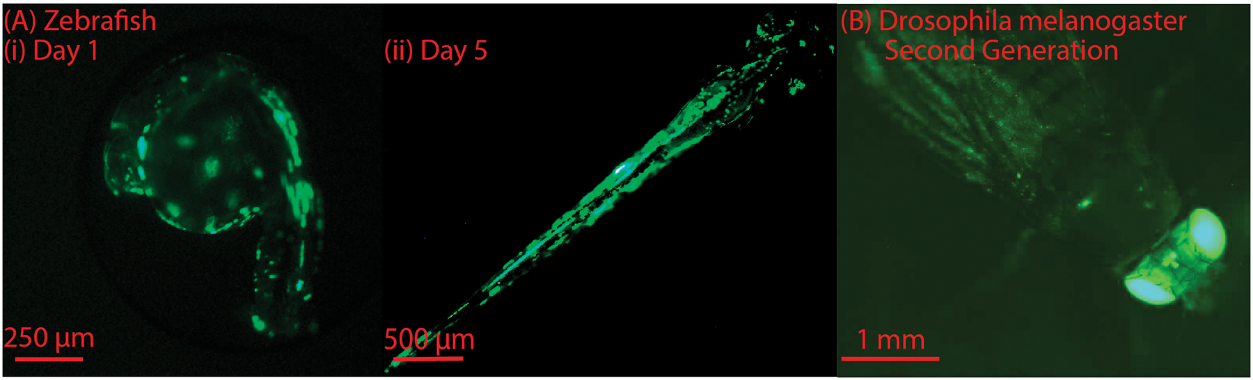 Figure 10: