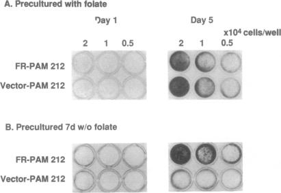 graphic file with name pnas01087-0318-a.jpg