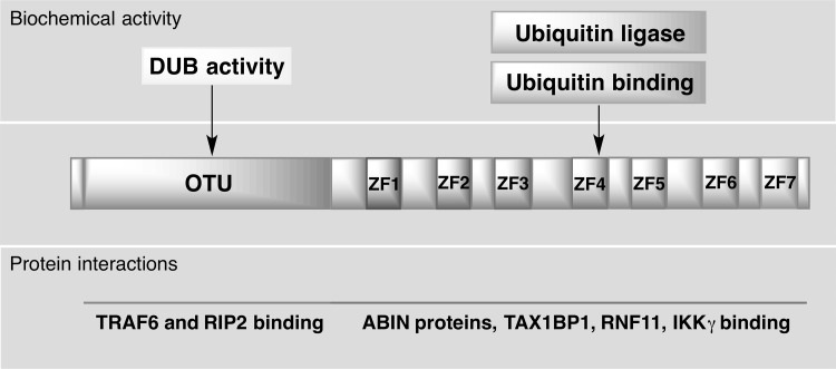 Fig. 2