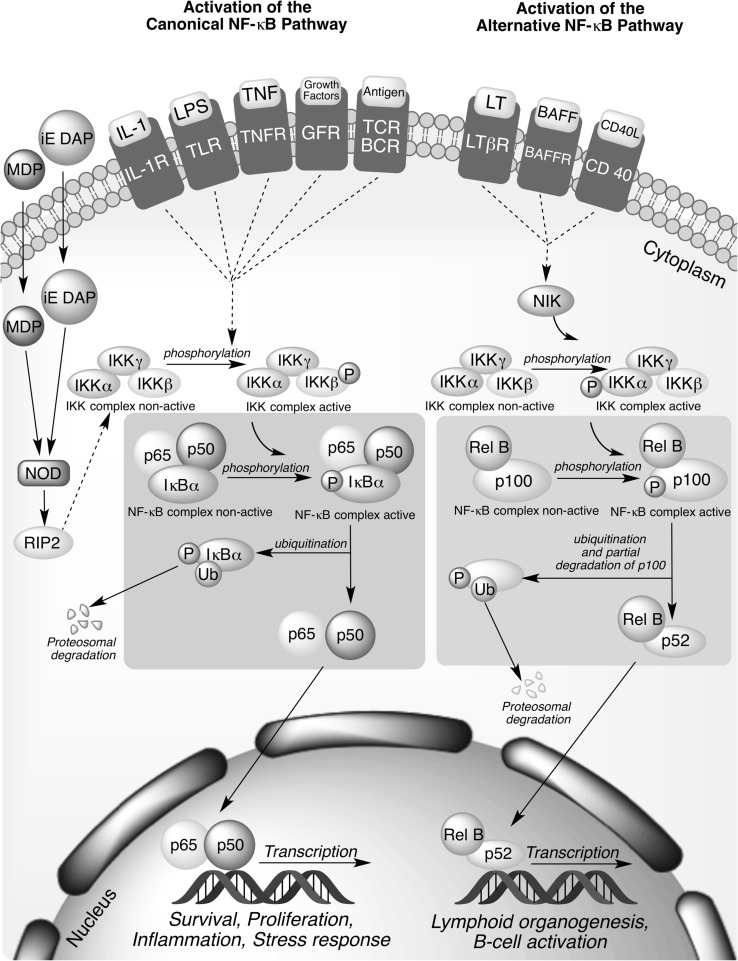 Fig. 1