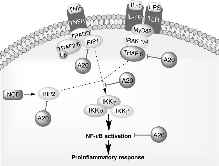 Fig. 3