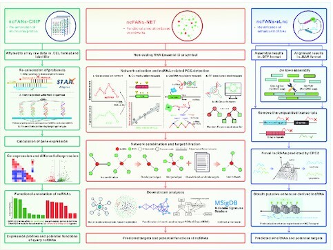 Graphical abstract