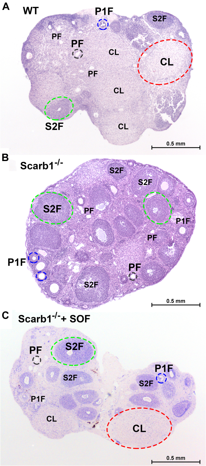 Fig. 4