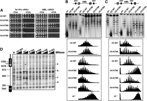 Figure 2.—