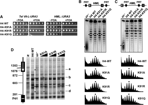 Figure 4.—