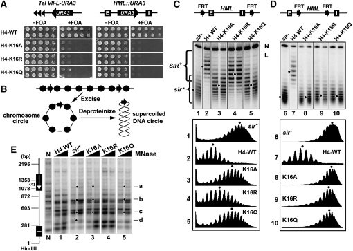 Figure 1.—