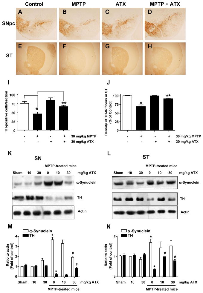 Astaxanthin protects against MPTP/MPP+-induced mitochondrial ...