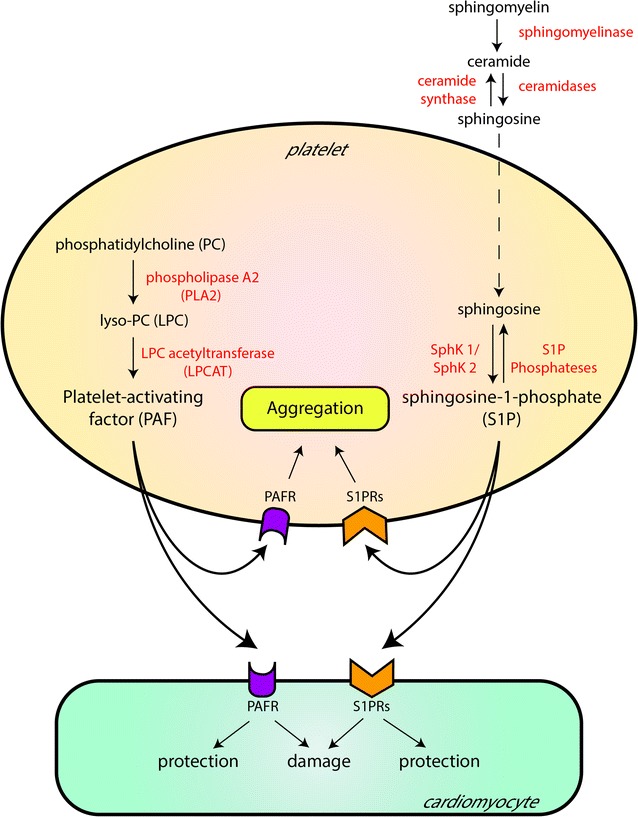 Fig. 3