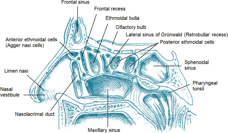 Clinical anatomy of the paranasal sinuses and its terminology - PMC